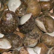 Photo of lumache snails - Italian Notes