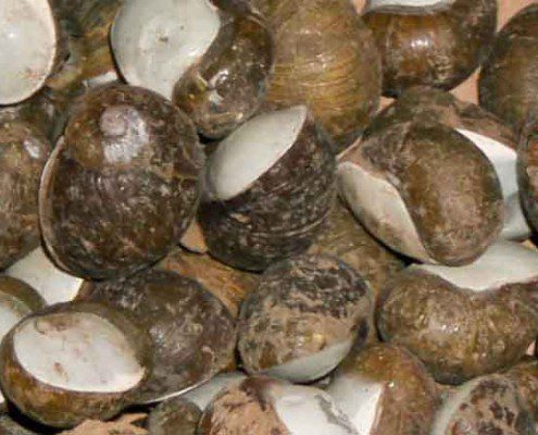 Photo of lumache snails - Italian Notes
