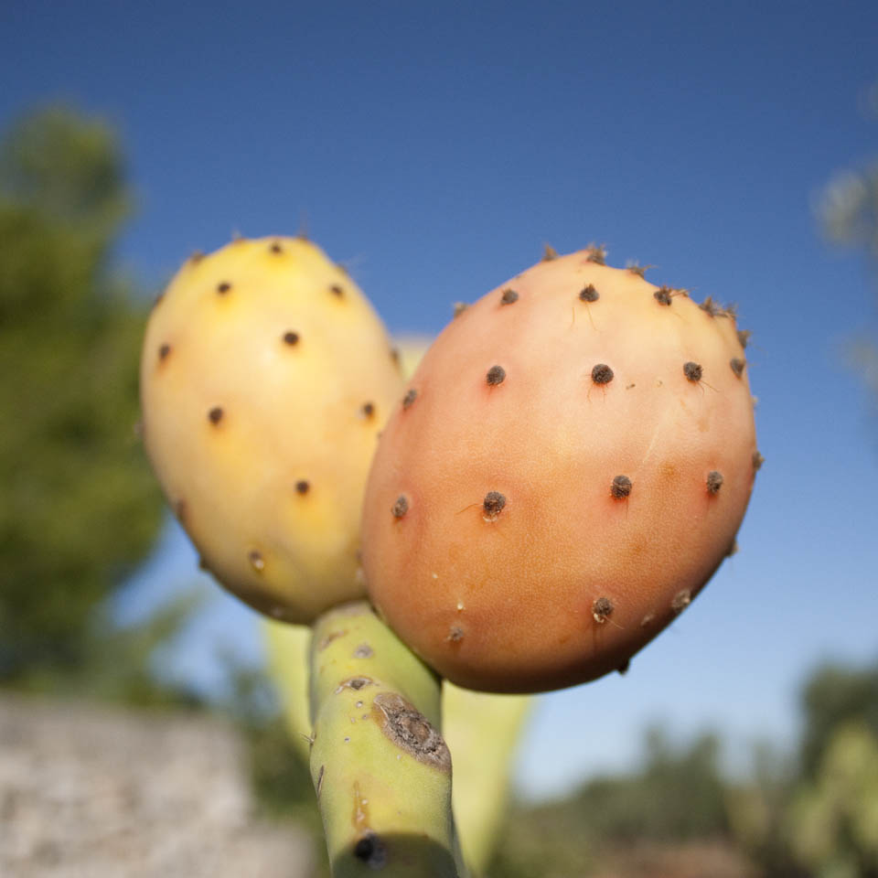 Prickly pear cactus Indian figs from Mexico