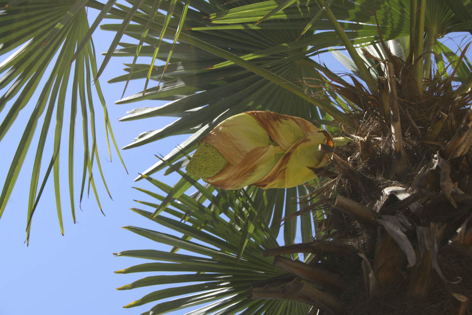 palm trees in san benedetto del tronto