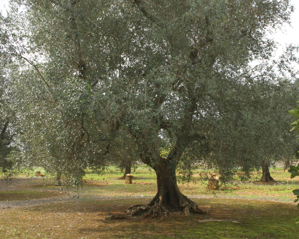 Collecting olives