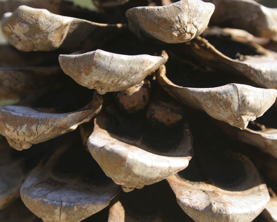 How to harvest pine nuts