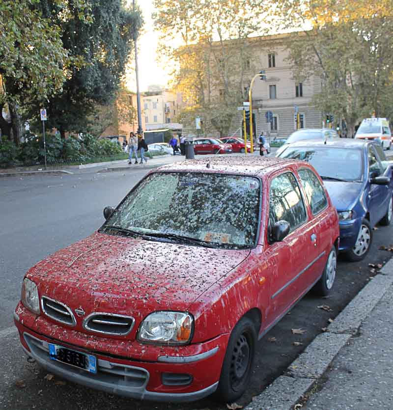 Image of car covered in droppings from birds along the Tiber