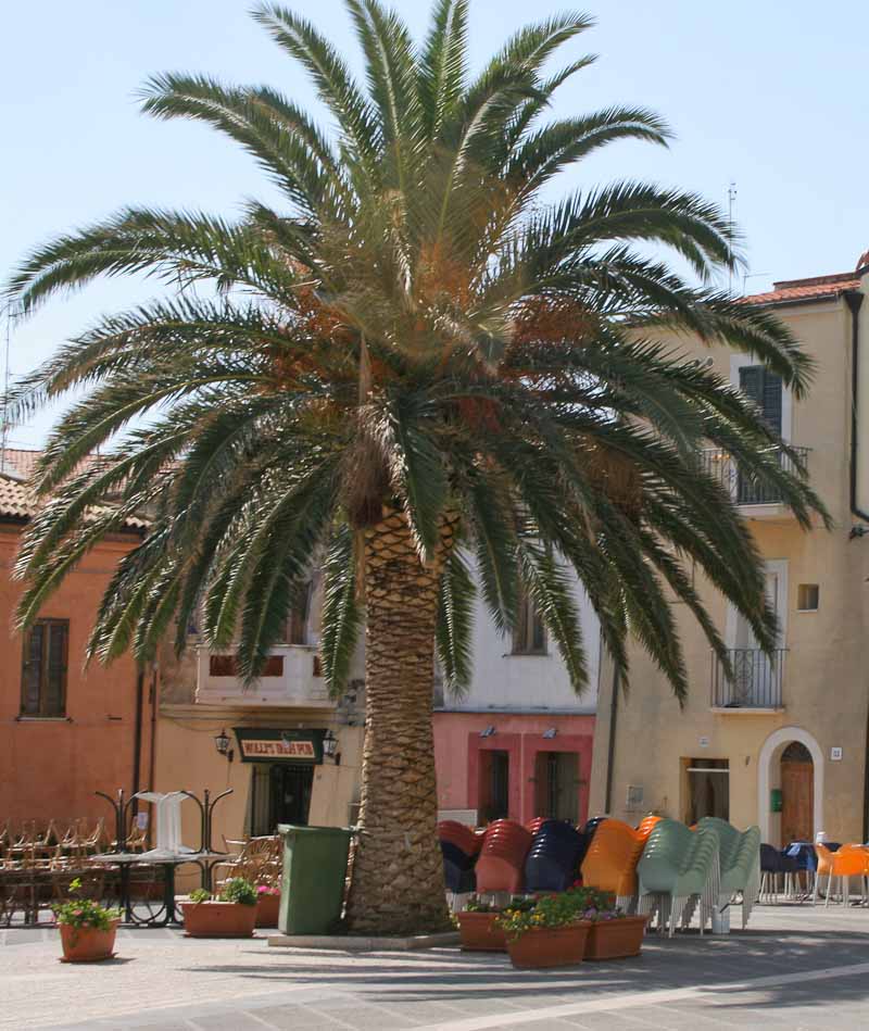 Palm Trees in Italy