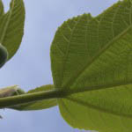 Photo of Fig Tree
