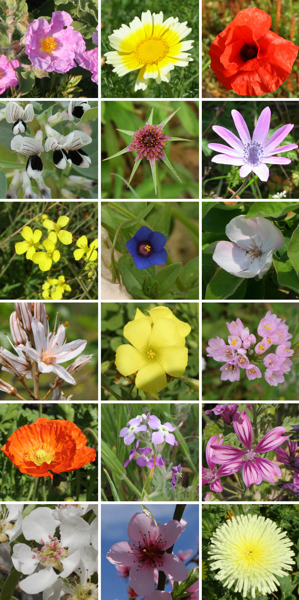 Flowers in Italy - a springtime photo collection - Italian ...