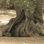 Photo of old olive trees