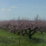 Flowering trees in the Po Valley