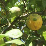 Image of growing lemons in Italy