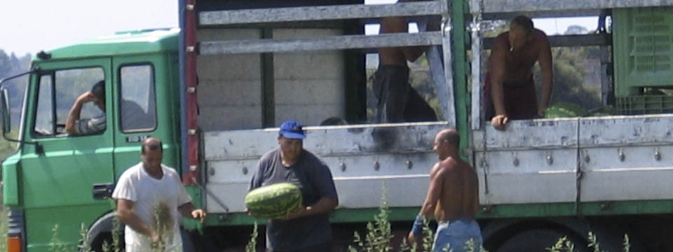 watermelon facts and trivia