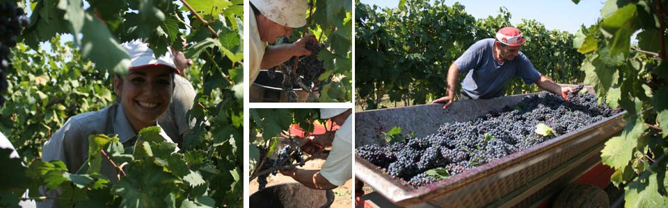 Grape harvest in Puglia