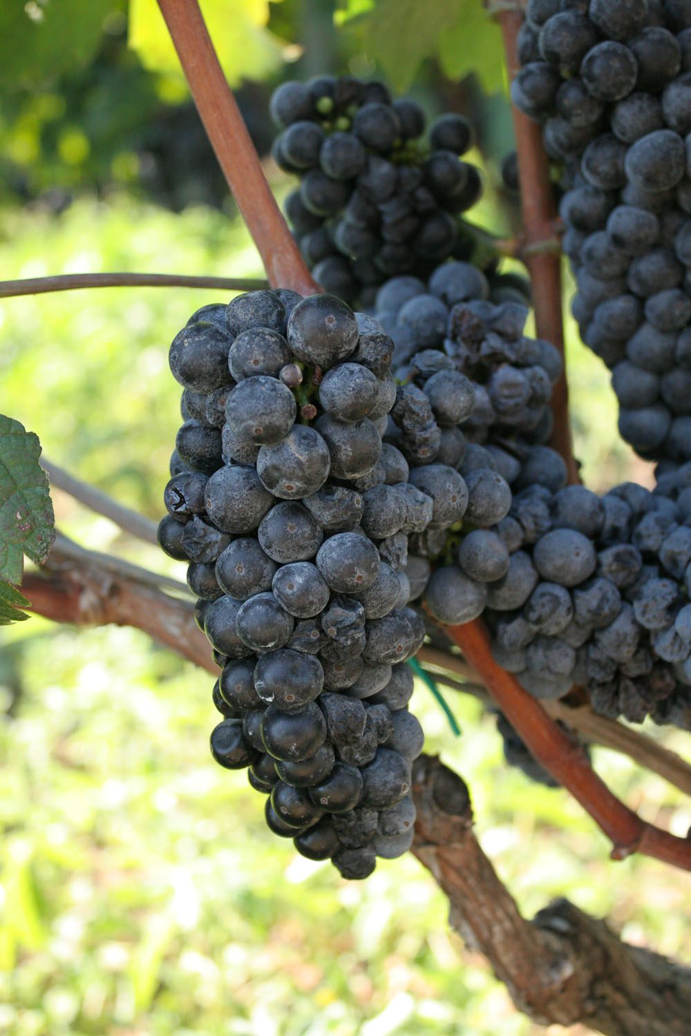 Grape harvest in Puglia - Italian Notes