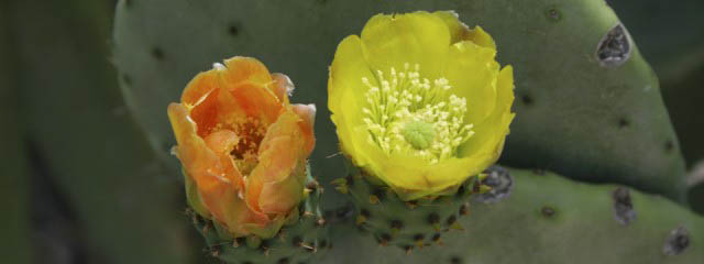 Prickly Pear Cactus Indian Figs From Mexico