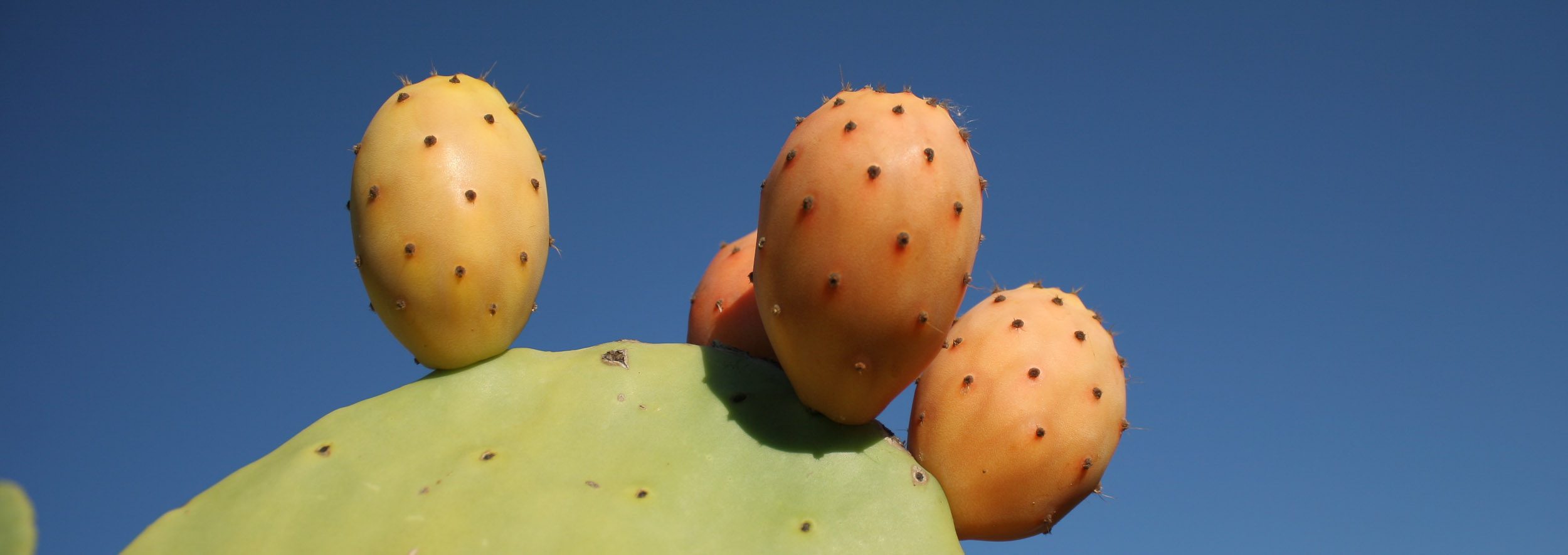 eating prickly pears