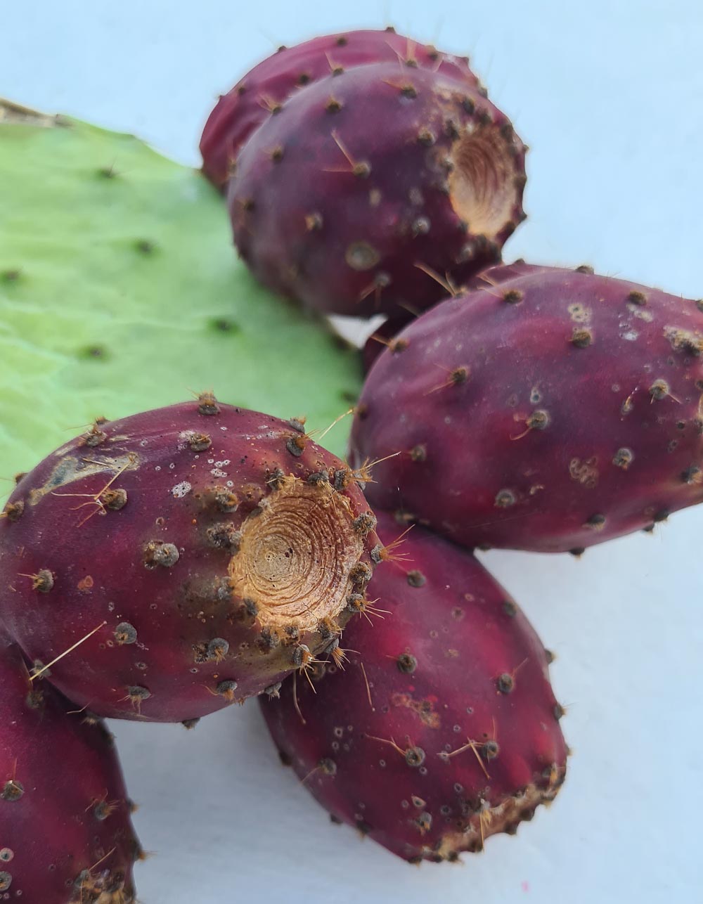 Preserved prickly pears