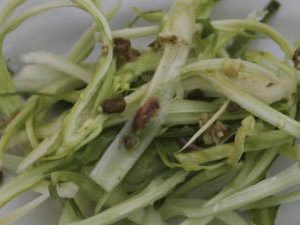 Puntarelle in anchovy sauce