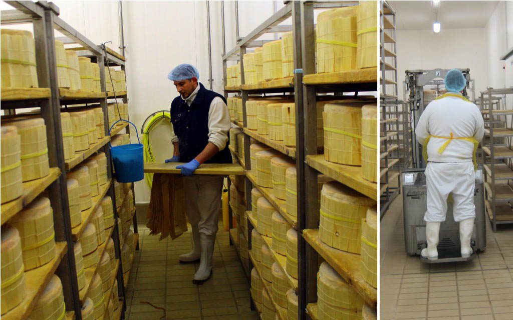 Visit to a gorgonzola dairy