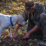 Hunting for the white truffle from Alba