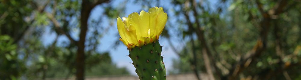 A selection of my favourite summer flowers in Sicily - Italian Notes