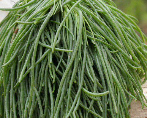 Garganelli pasta with agretti