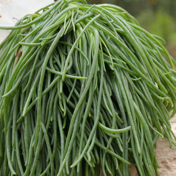 Garganelli pasta with agretti