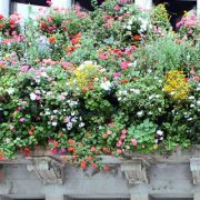 Photo of window boxes in San Daniele del Friuli
