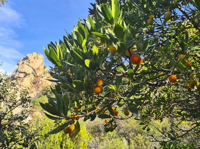 Hiking Sardegna from San Pantaleo - Italian Notes