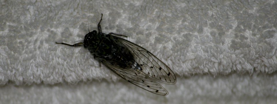 cicadas noise